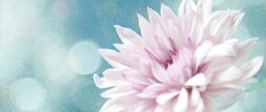 Delicate Pink and White Bloom With Soft Bokeh in Melbourne